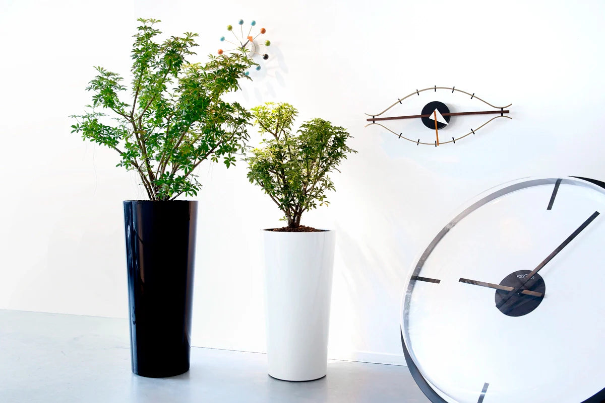 Location de Plantes de Bureau : Améliorez Vos Espaces de Travail avec Gesti-Vert